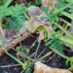 Sarracenia purpurea Lehti