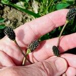 Plantago atrata Flower