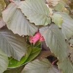 Corylus maxima Blad