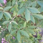 Cleome houtteana Leaf