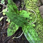 Scoliopus bigelovii Hoja