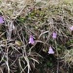 Soldanella pusilla Blomst