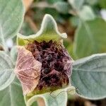 Barleria albostellata Fruit