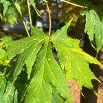 Acer macrophyllum Hoja