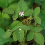 Oxalis barrelieri പുഷ്പം