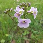 Cardamine pratensis Virág