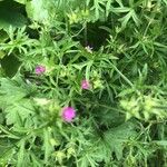 Geranium dissectum Leaf