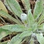 Plantago lagopus Fuelha