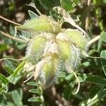 Astragalus onobrychis Gyümölcs