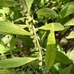 Carpesium abrotanoides Hoja