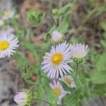 Erigeron speciosusFlower