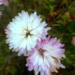 Symphyotrichum novi-belgii Květ