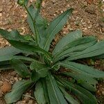 Senecio ruthenensis Hábito