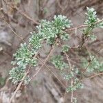 Artemisia santonicum Folha