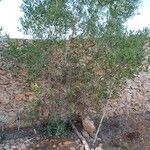 Acacia melanoxylon Hábito