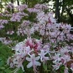 Rhododendron canescens Blomst