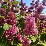 Syringa josikaea Flower