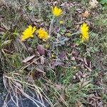 Hieracium glaucinum Habit