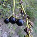 Chrysojasminum fruticans Fruit