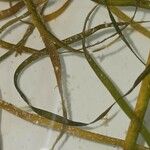 Zostera marina Folha