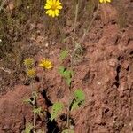 Tithonia tubaeformis Bloem