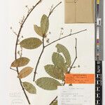 Flabellariopsis acuminata Otro