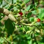 Lycium cestroides Fruit