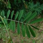 Tephrosia noctiflora पत्ता