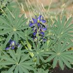 Lupinus digitatus Blad