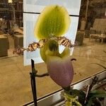 Paphiopedilum primulinum Flor