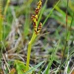 Botrychium simplex ശീലം