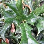 Ilex cornuta Blatt