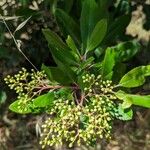 Photinia arbutifolia