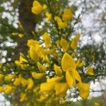 Cytisus striatus Flower