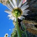 Leucanthemum monspeliense Çiçek