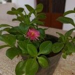 Mesembryanthemum cordifolium Floare
