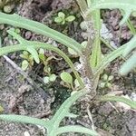 Senecio glaucus Bark