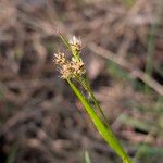Luzula multiflora Kwiat