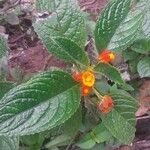 Chrysothemis pulchella Flower