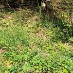 Cirsium erisithales Habit