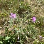 Centaurea stoebeBlüte