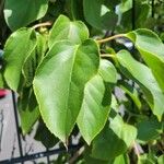 Actinidia arguta Blad