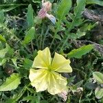 Oenothera triloba Flower