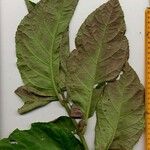 Drymonia macrophylla Altul/Alta