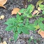 Cedronella canariensis Leaf