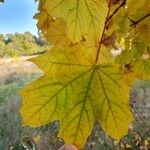 Acer platanoidesJani