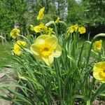 Narcissus cyclamineus Yeri