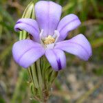 Brodiaea kinkiensis Floare