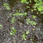 Potamogeton gramineus Hoja