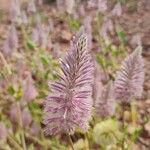 Ptilotus extenuatus Žiedas